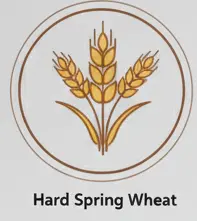 Hard Spring Wheat