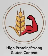 protein